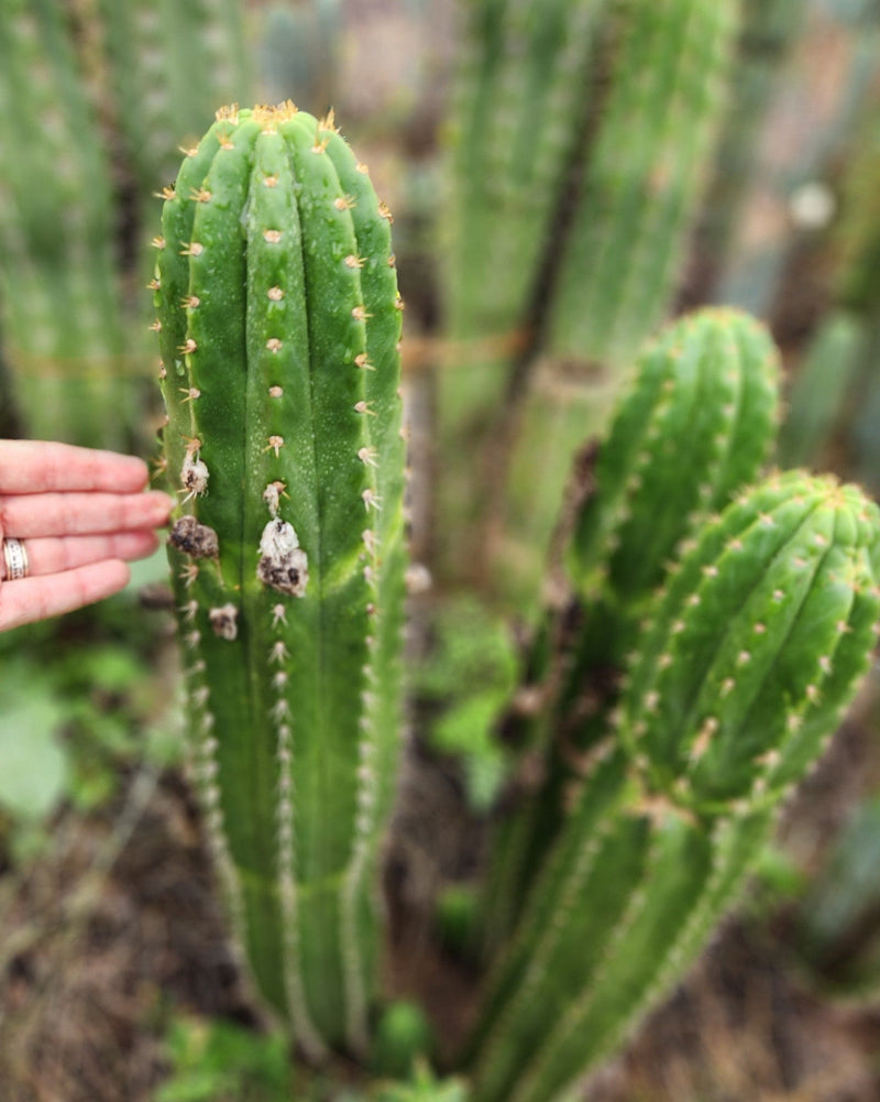 #EC04 EXACT Trichocereus Pachanoi Jiimz Long Spine Cactus Potted Options