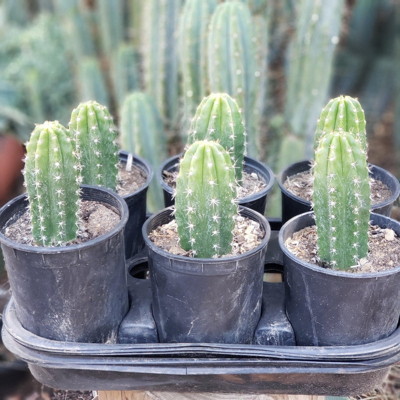 #EC04 EXACT Trichocereus Pachanoi Jiimz Long Spine Cactus Potted Options