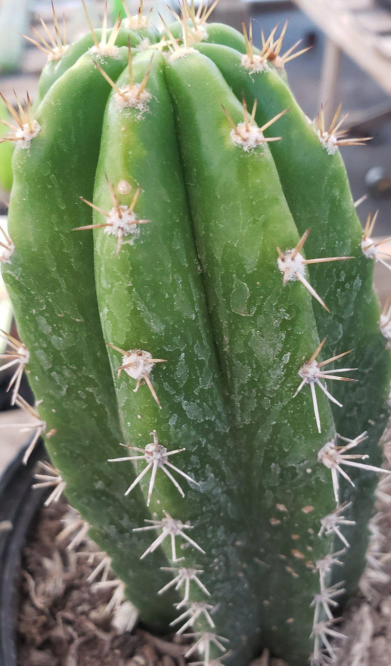 #EC04 EXACT Trichocereus Pachanoi Jiimz Long Spine Cactus Potted Options