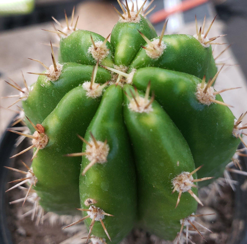 #EC04 EXACT Trichocereus Pachanoi Jiimz Long Spine Cactus Potted Options