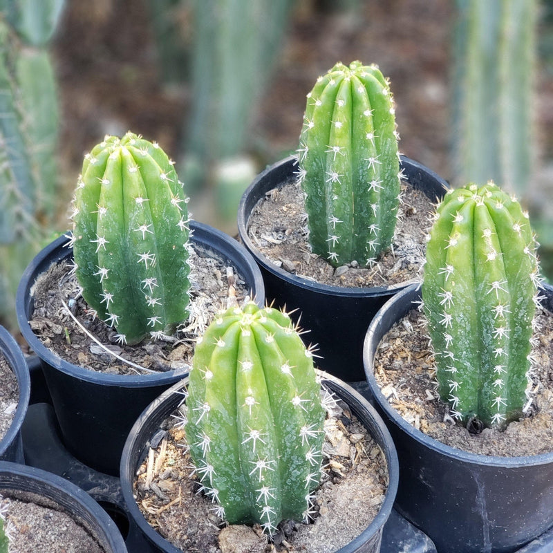 #EC04 EXACT Trichocereus Pachanoi Jiimz Long Spine Cactus Potted Options