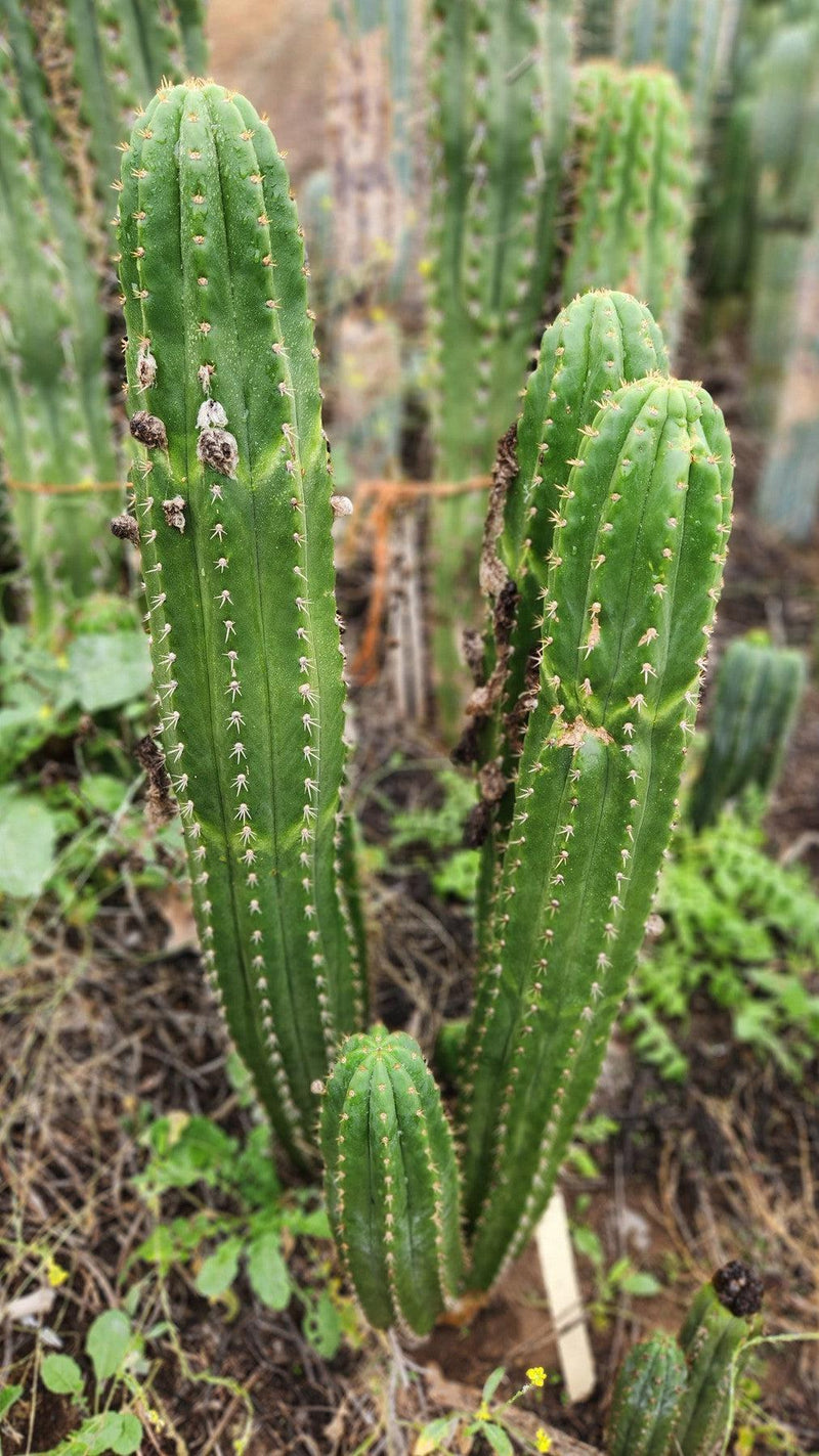 #EC04 EXACT Trichocereus Pachanoi Jiimz Long Spine Cactus Potted Options