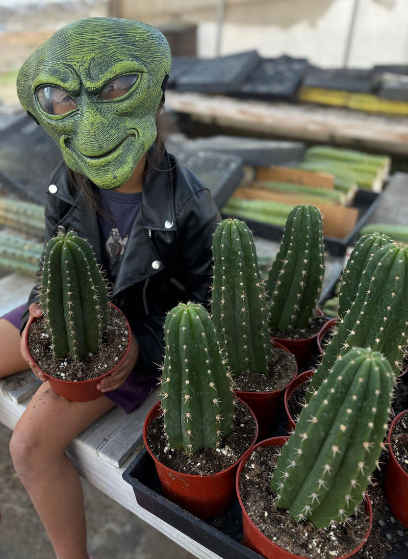#EC04 EXACT Trichocereus Pachanoi Jiimz Long Spine Cactus Potted Options