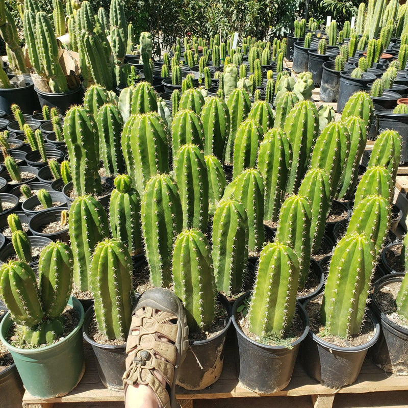 #EC04 EXACT Trichocereus Pachanoi Jiimz Long Spine Cactus Potted Options