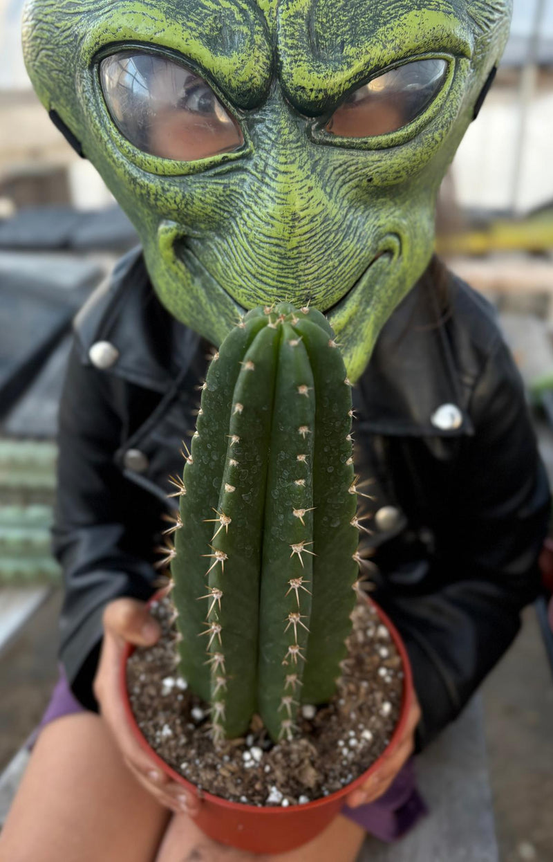#EC04 EXACT Trichocereus Pachanoi Jiimz Long Spine Cactus Potted Options