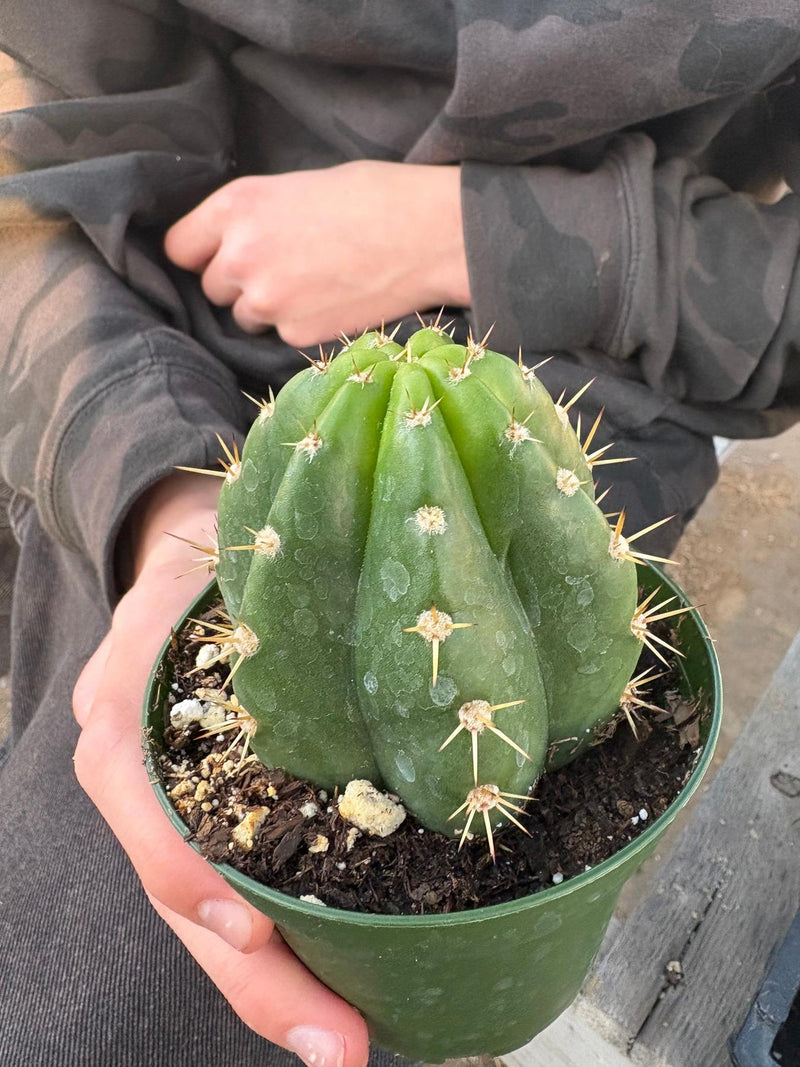 #EC04 EXACT Trichocereus Pachanoi Jiimz Long Spine Cactus Potted Options
