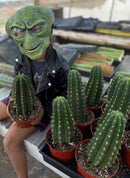 #EC04 Trichocereus Pachanoi Jiimz Long Spine Cactus Potted Options
