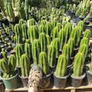 #EC04 Trichocereus Pachanoi Jiimz Long Spine Cactus Potted Options