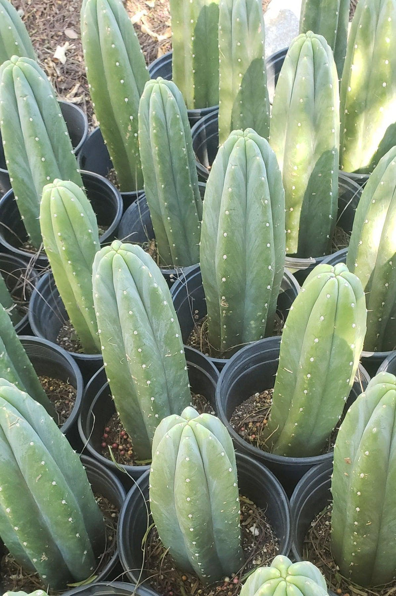 #EC06 Exact Trichocereus Pachanoi Jiimz Juul Cactus CUTTINGS and Potted 6-24"