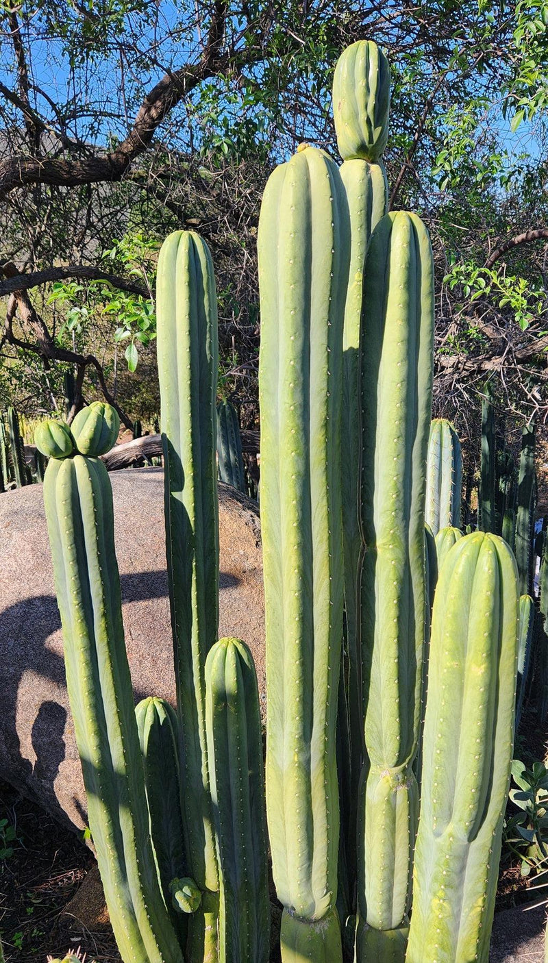 #EC06 Exact Trichocereus Pachanoi Jiimz Juul Cactus CUTTINGS and Potted 6-24"