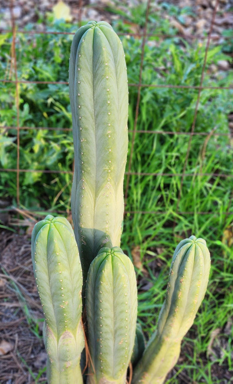 #EC06 Exact Trichocereus Pachanoi Jiimz Juul Cactus CUTTINGS and Potted 6-24"