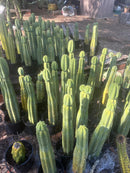 #EC06 Exact Trichocereus Pachanoi Jiimz Juul Cactus CUTTINGS and Potted 6-24"