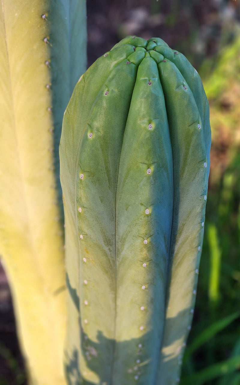 #EC06 Exact Trichocereus Pachanoi Jiimz Juul Cactus CUTTINGS and Potted 6-24"