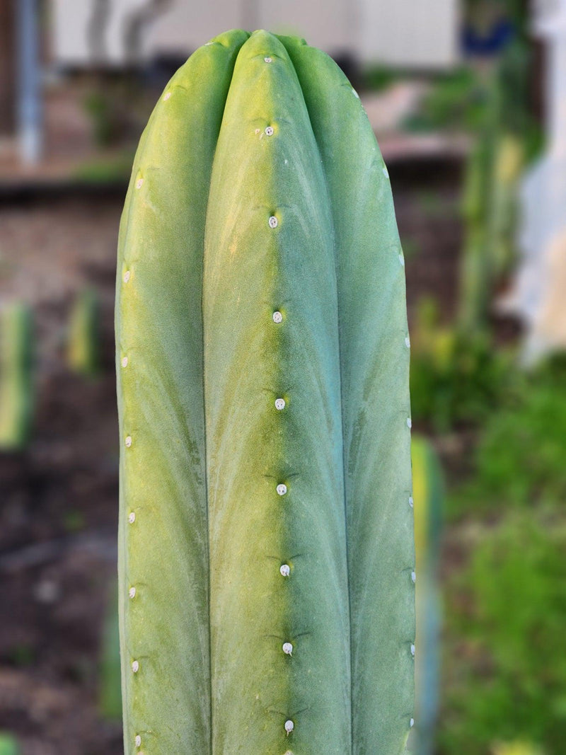 #EC06 Exact Trichocereus Pachanoi Jiimz Juul Cactus CUTTINGS and Potted 6-24"