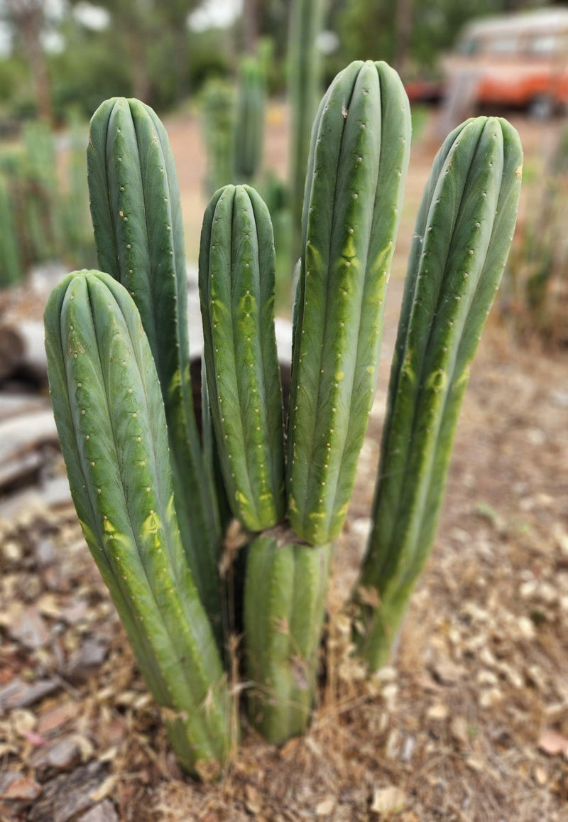 #EC06 Exact Trichocereus Pachanoi Jiimz Juul Cactus CUTTINGS and Potted 6-24"