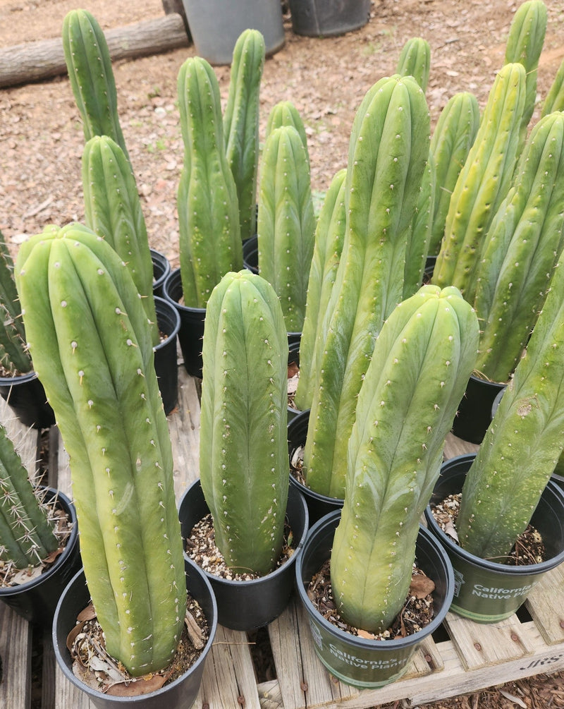 #EC06 Exact Trichocereus Pachanoi Jiimz Juul Cactus CUTTINGS and Potted 6-24"