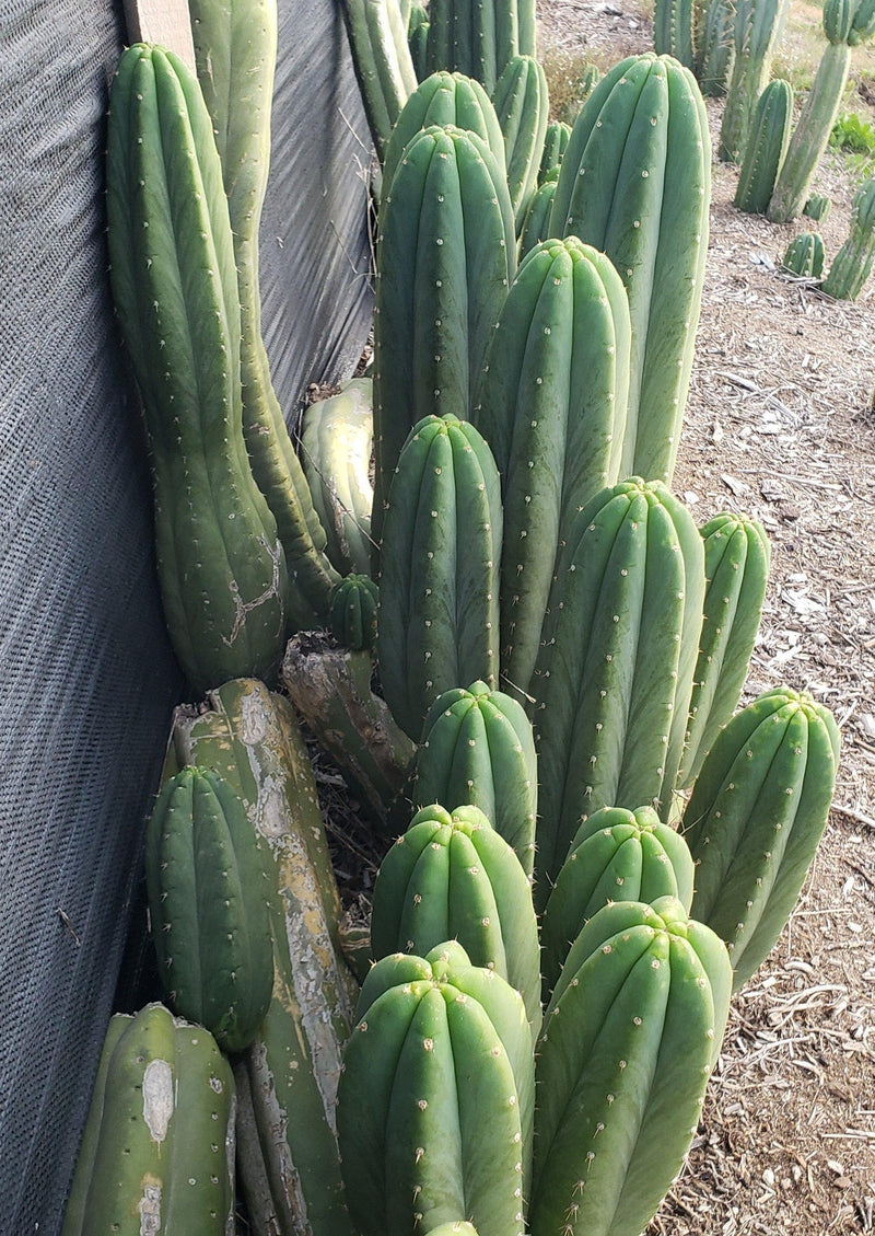 #EC06 Exact Trichocereus Pachanoi Jiimz Juul Cactus CUTTINGS and Potted 6-24"