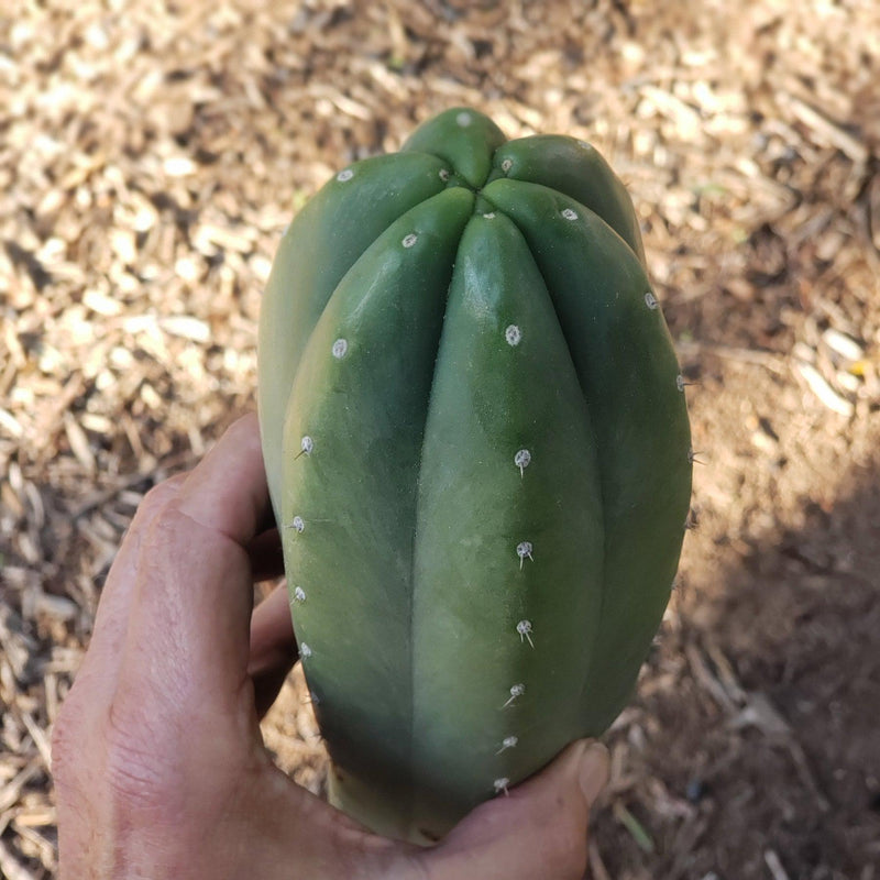 #EC06 Exact Trichocereus Pachanoi Jiimz Juul Cactus CUTTINGS and Potted 6-24"