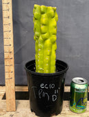 #EC10 EXACT Trichocereus Pachanoi Monstrose TPM Cactus Potted