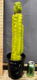 #EC10 EXACT Trichocereus Pachanoi Monstrose TPM Cactus Potted