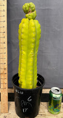 #EC10 EXACT Trichocereus Pachanoi Monstrose TPM Cactus Potted