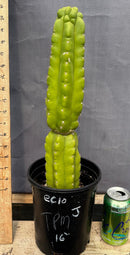 #EC10 EXACT Trichocereus Pachanoi Monstrose TPM Cactus Potted