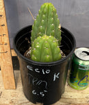 #EC10 EXACT Trichocereus Pachanoi Monstrose TPM Cactus Potted