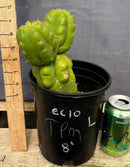 #EC10 EXACT Trichocereus Pachanoi Monstrose TPM Cactus Potted