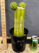 #EC10 EXACT Trichocereus Pachanoi Monstrose TPM Cactus Potted