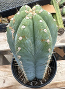 #EC100 EXACT Trichocereus Peruvianus TSSBP Chalk Spine Cactus 12”