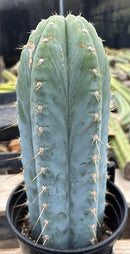 #EC100 EXACT Trichocereus Peruvianus TSSBP Chalk Spine Cactus 12”