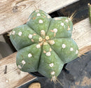 #EC100 EXACT Trichocereus Peruvianus TSSBP Chalk Spine Cactus 12”