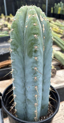 #EC100 EXACT Trichocereus Peruvianus TSSBP Chalk Spine Cactus 12”