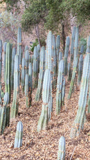 #EC100 EXACT Trichocereus Peruvianus TSSBP Chalk Spine Cactus 12”