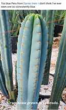 #EC100 EXACT Trichocereus Peruvianus TSSBP Chalk Spine Cactus 12”