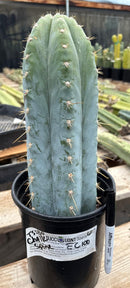 #EC100 EXACT Trichocereus Peruvianus TSSBP Chalk Spine Cactus 12”