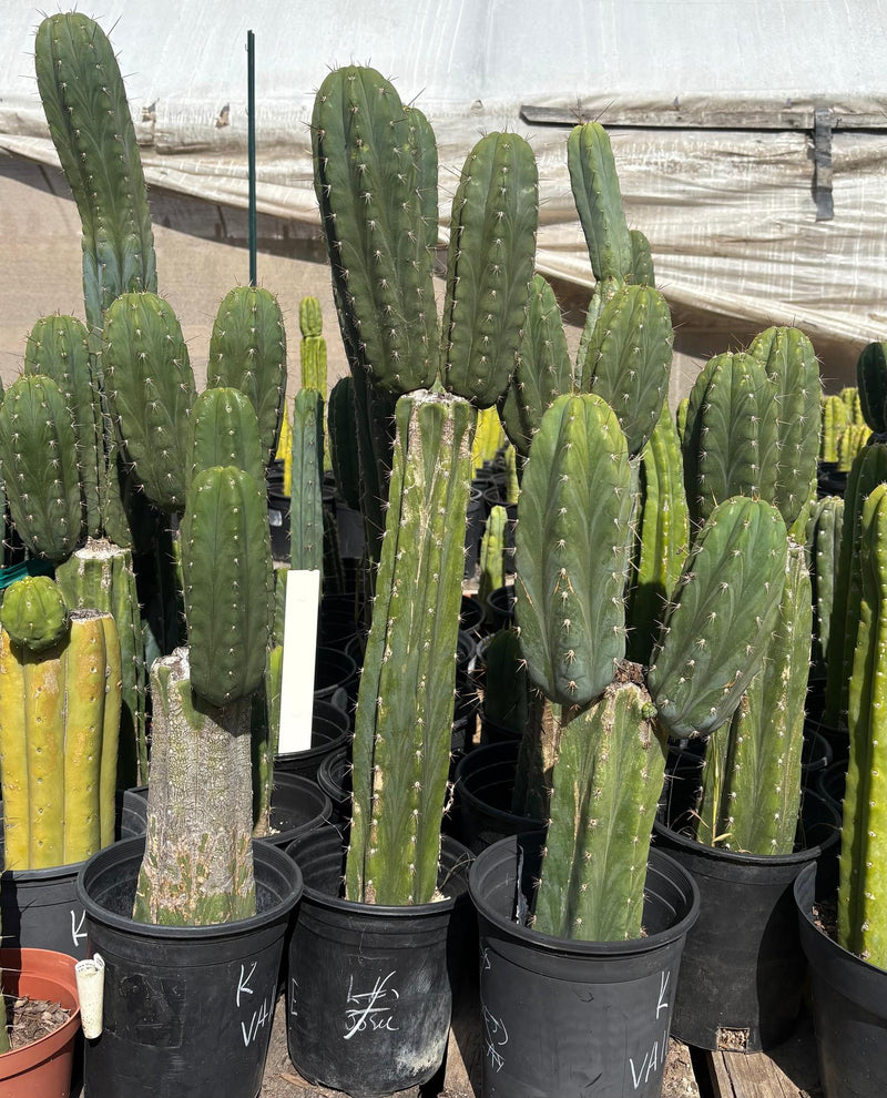 #EC103 Trichocereus Pachanoi “K-Valle” Cactus Cuttings 7-8”