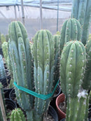 #EC103 Trichocereus Pachanoi “K-Valle” Cactus Cuttings 8-10”