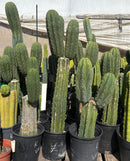 #EC103 Trichocereus Pachanoi “K-Valle” Cactus Cuttings 8-10”