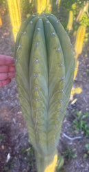 #EC103 Trichocereus Pachanoi “K-Valle” Cactus Cuttings 8-10”