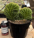 #EC104 EXACT Trichocereus  Pachanoi Crested Cactus