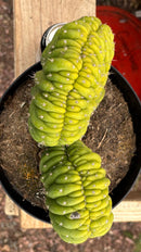 #EC104 EXACT Trichocereus  Pachanoi Crested Cactus