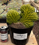 #EC104 EXACT Trichocereus  Pachanoi Crested Cactus