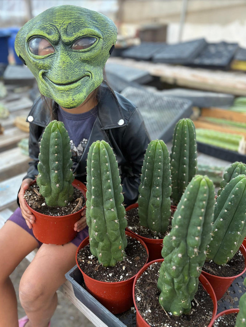 #EC105 Trichocereus Pachanoi Monstrose TPM Ornamental Cactus 8-10” Potted by Leah