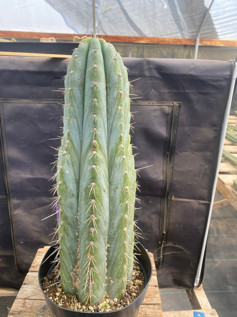 #EC106 EXACT Trichocereus Pachanoi Skip/CG Campground Cactus 16.5