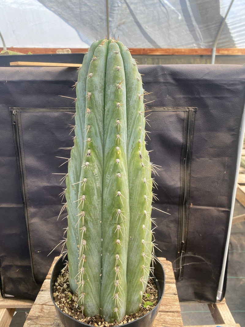 #EC106 EXACT Trichocereus Pachanoi Skip/CG Campground Cactus 16.5