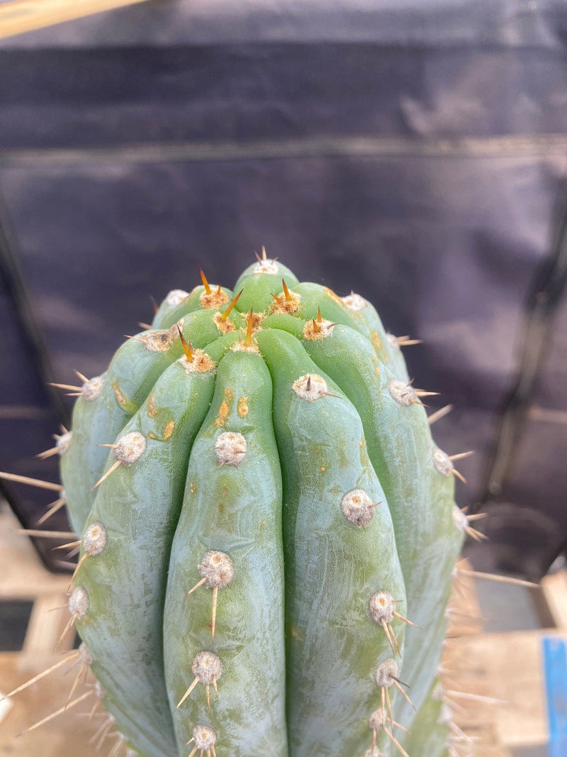 #EC106 EXACT Trichocereus Pachanoi Skip/CG Campground Cactus 16.5