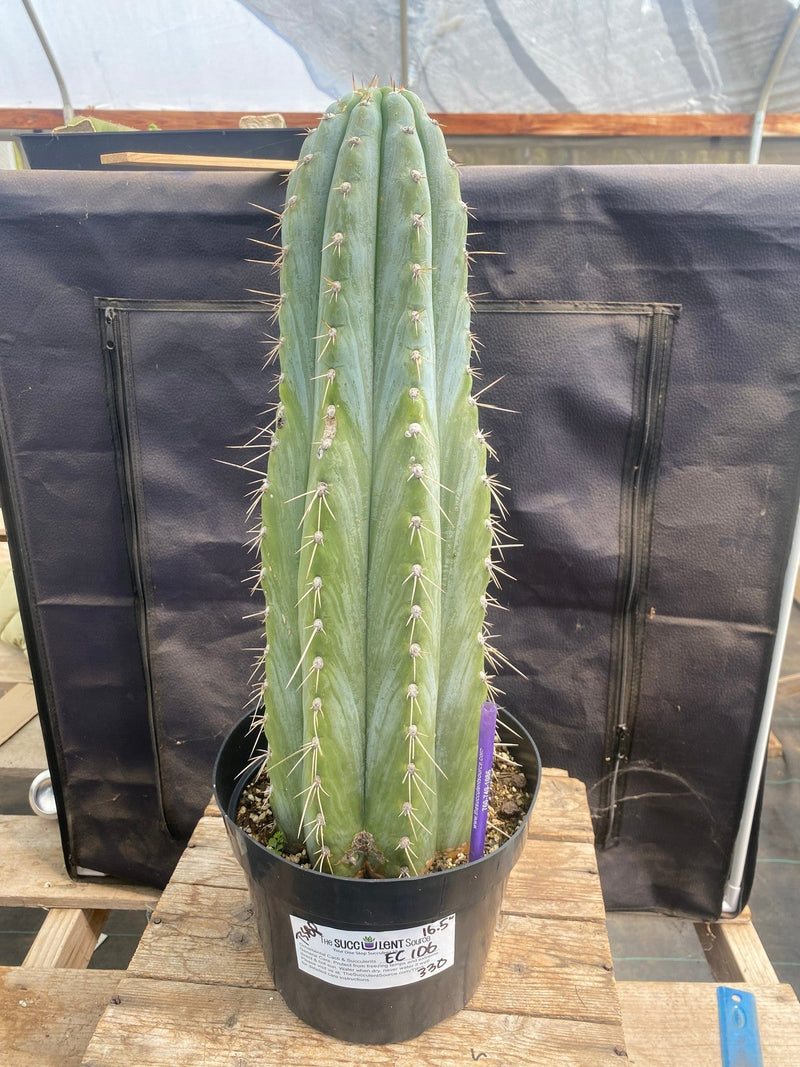 #EC106 EXACT Trichocereus Pachanoi Skip/CG Campground Cactus 16.5