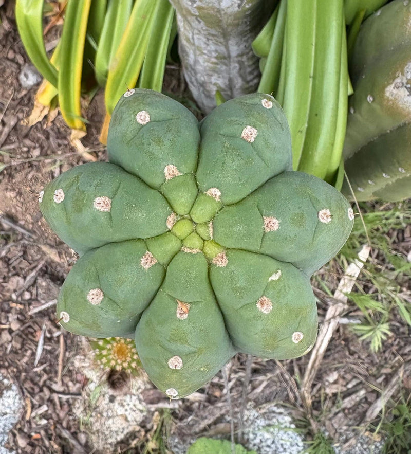 #EC106 EXACT Trichocereus Pachanoi Skip/CG Campground Cactus Cutting