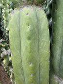 #EC106 EXACT Trichocereus Pachanoi Skip/CG Campground Cactus Cutting